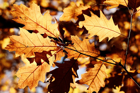 色彩多彩的秋叶木头森林植物季节树叶黄色季节性棕色红色白色黄色的高清图片素材