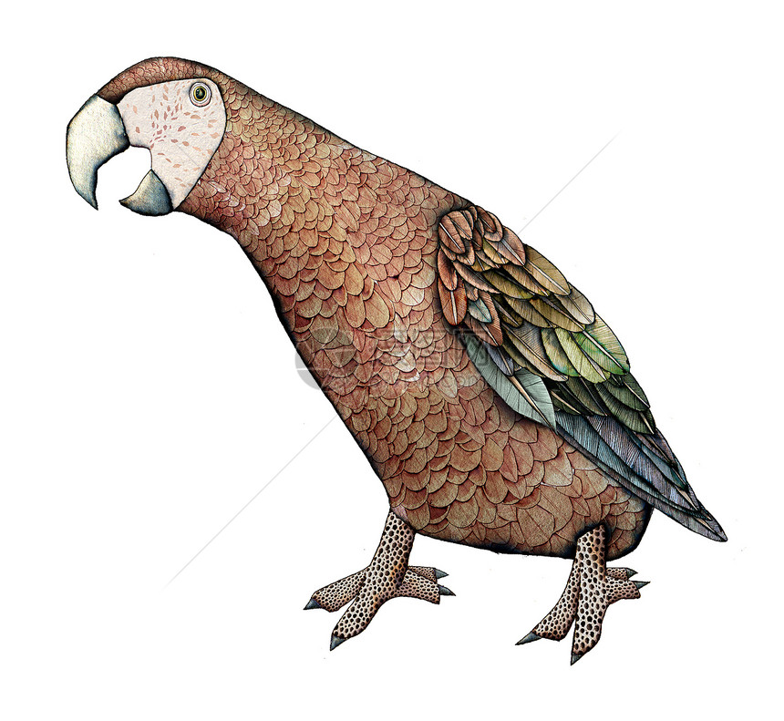 Macaw 彩色说明异国模仿翅膀羽毛荒野插图绘画动物群野生动物宠物图片