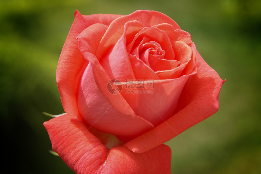 红玫瑰异国红色水平植物情调绿色插图场景玫瑰宗教图片