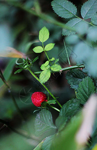 接近野生小草莓背景图片