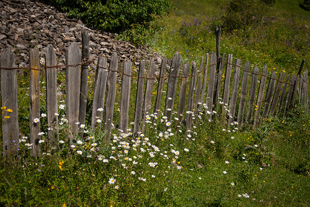 喀麦隆花朵绿色植物群外壳木头甘菊栅栏背景