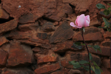 红花前的粉红玫瑰背景图片
