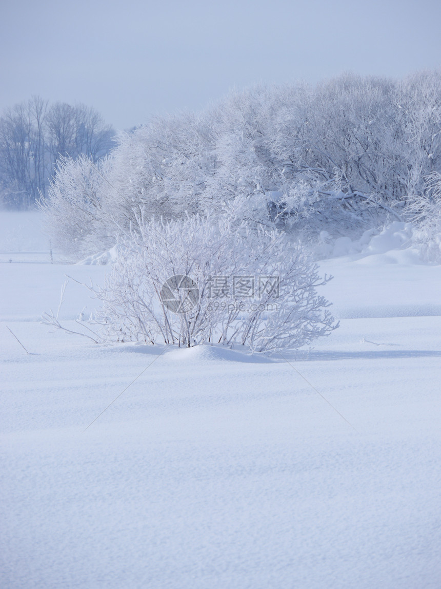 冬季雪雪地雾凇太阳全景木头季节寒意天空旅行环境高地图片