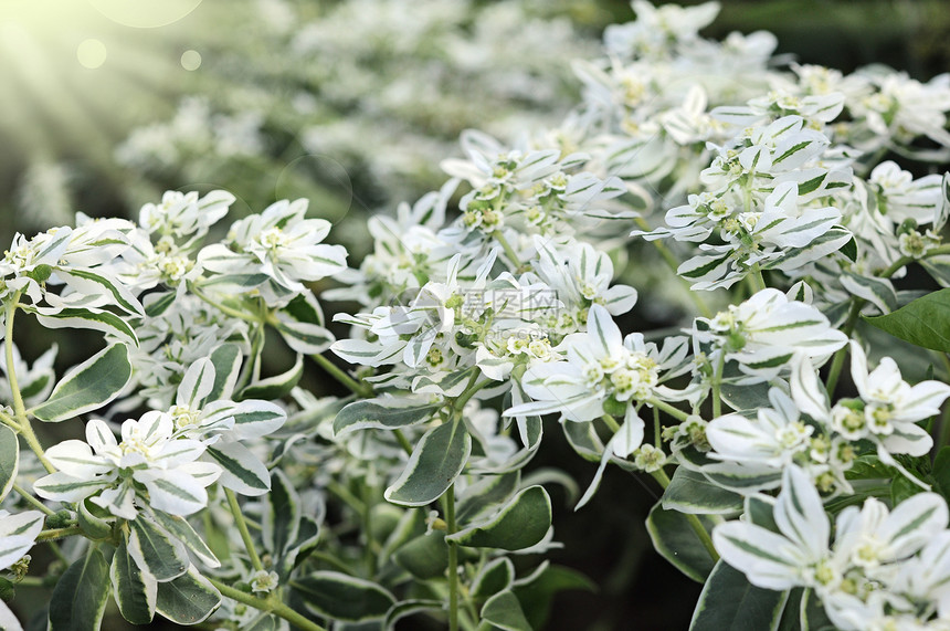 白花装饰品 富贵新娘花园叶子环境白色花坛绿色植物公园灌木图片