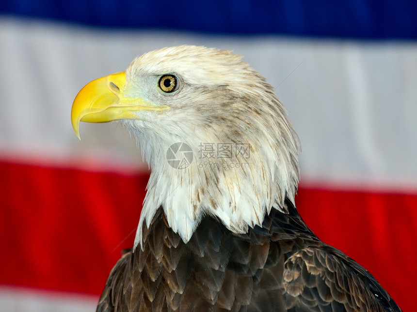 秃鹰蓝色旗帜荒野海藻白头鹰捕食者濒危天空力量动物图片