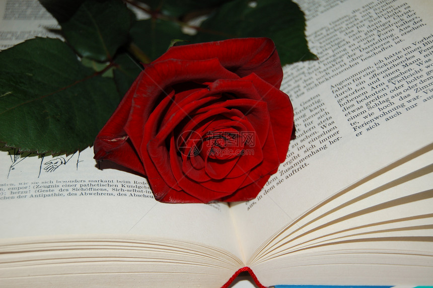 红玫瑰和书图片