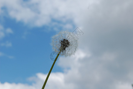 体球荒野植物天空花朵背景图片