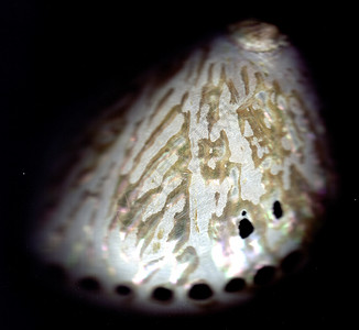 母亲的珍珠蝴蝶独立海洋母亲抛光海滩蜗牛珍珠背景
