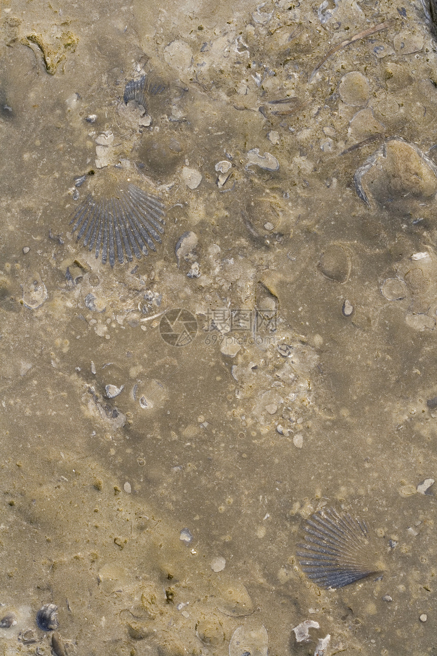 惠特比有嵌入化石的岩石图层动物贝壳矿化烙印古生物学生物沉积地层图片