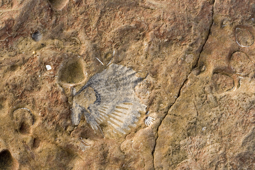 惠特比有嵌入化石的岩石地层古生物学图层动物贝壳沉积矿化生物烙印图片
