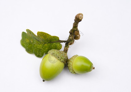 橡树上的橡子宏观白色枝条树叶植物种子橡木叶子绿色坚果背景图片