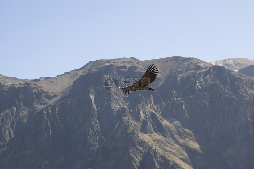 秃鹰天空航班猎物动物鸟类荒野翅膀羽毛黑色野生动物图片
