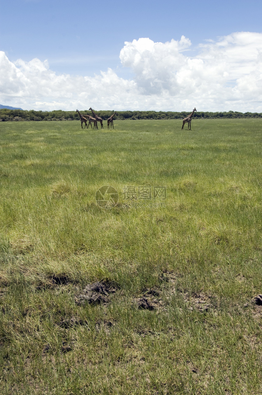 草原上的法拉菲家庭大草原地标国家旅行环境野生动物公园哺乳动物旅游图片