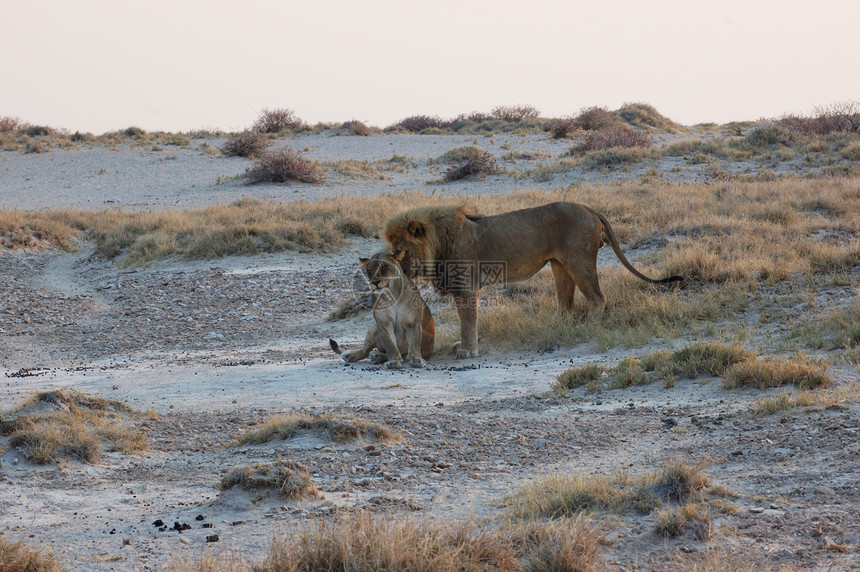 狮子和母狮食肉猎人国家公园大草原野生动物女性压痛夫妻濒危图片