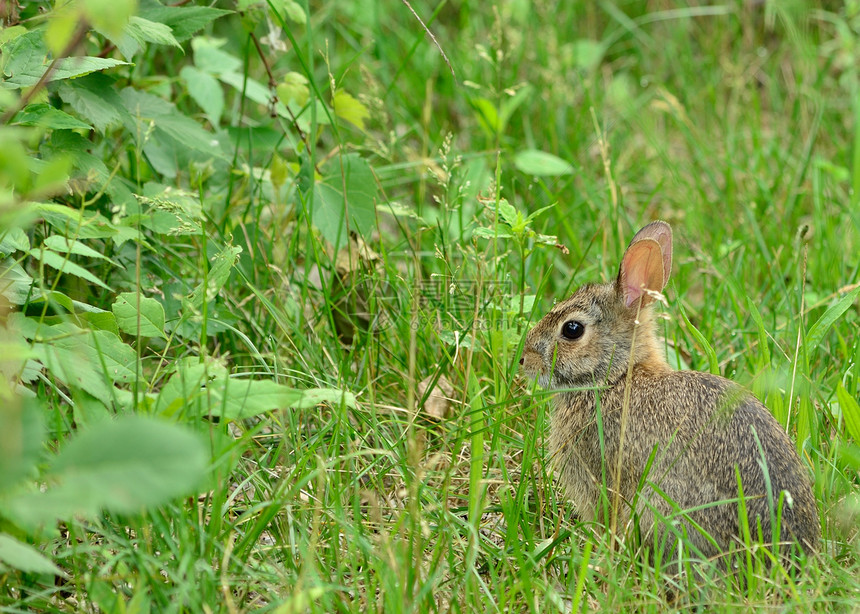 棉尾兔动物群哺乳动物兔子动物场地野兔野生动物棕色图片