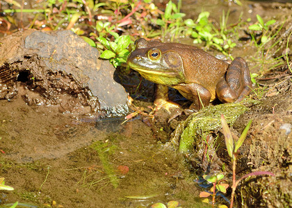 土石蛙牛蛙生物沼泽自然野生动物池塘两栖动物背景图片