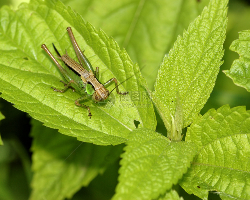 蚂蚱绿色昆虫天线宏观野生动物漏洞害虫植物自然动物图片
