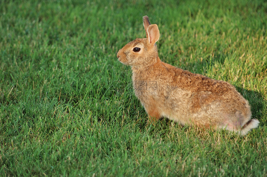 棉尾兔野生动物哺乳动物野外动物兔子场地动物群棕色动物野兔图片