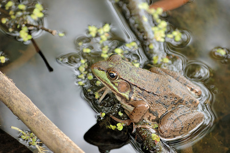土石蛙动物群动物野生动物沼泽两栖青蛙户外高清图片素材