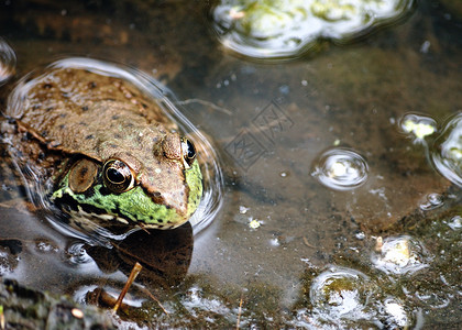土石蛙动物沼泽两栖青蛙动物群野生动物自然高清图片素材