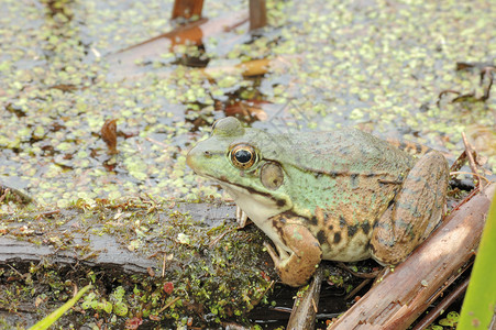 土石蛙青蛙动物群两栖野生动物沼泽动物自然高清图片素材