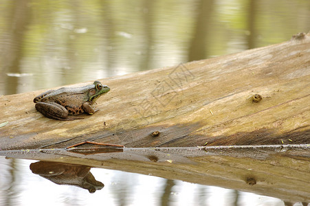 日志上的牛蛙动物群两栖青蛙动物沼泽野生动物背景图片