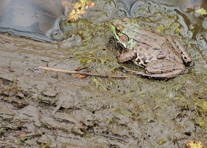 土石蛙野生动物动物群动物青蛙沼泽两栖自然高清图片素材