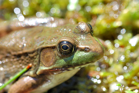 土石蛙沼泽野生动物动物群动物青蛙两栖户外高清图片素材