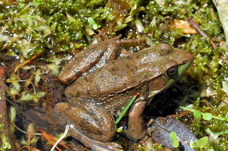 土石蛙沼泽动物群野生动物两栖动物青蛙户外高清图片素材