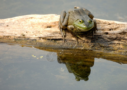 土石蛙沼泽动物野生动物动物群两栖青蛙黄花鱼高清图片素材