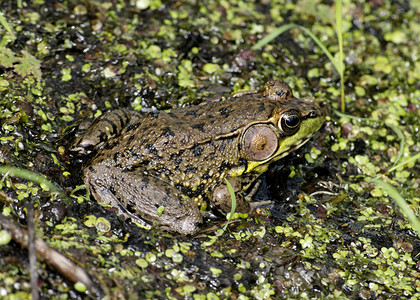 土石蛙沼泽野生动物青蛙两栖动物动物群户外高清图片素材