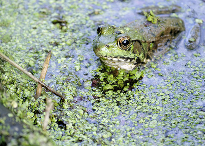 土石蛙青蛙沼泽两栖动物野生动物动物群自然高清图片素材