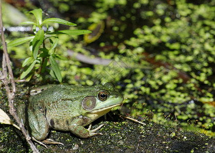 土石蛙动物群青蛙沼泽野生动物两栖动物黄花鱼高清图片素材