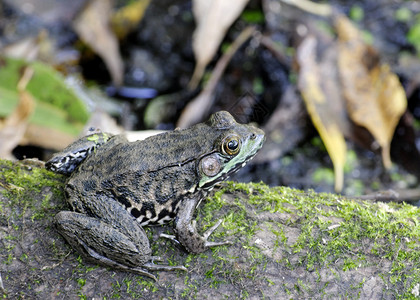 土石蛙青蛙动物群沼泽野生动物动物两栖两栖动物高清图片素材