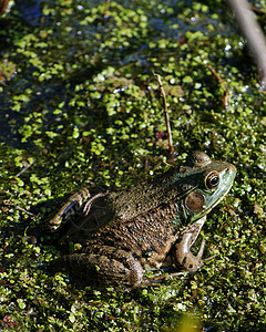 土石蛙动物群动物野生动物沼泽青蛙两栖户外高清图片素材