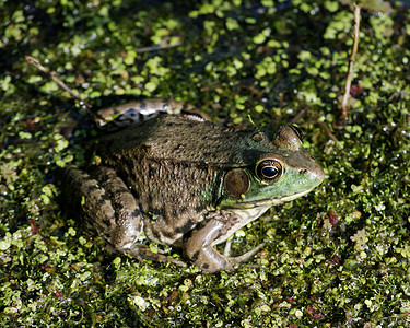 土石蛙动物动物群青蛙两栖野生动物沼泽两栖动物高清图片素材