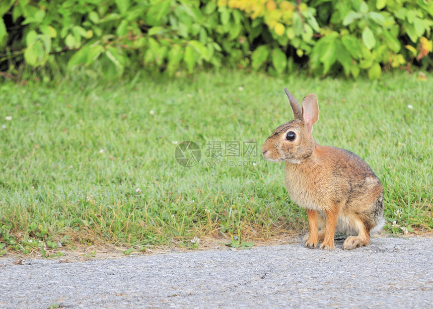棉尾兔场地野生动物野兔哺乳动物棕色动物野外动物动物群兔子图片