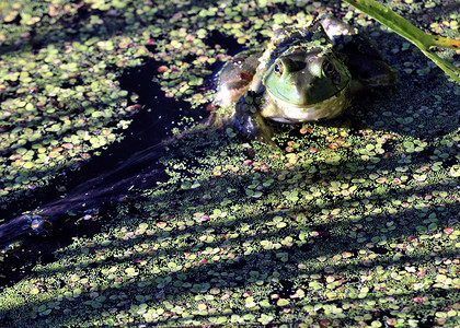 土石蛙动物群沼泽野生动物动物青蛙两栖自然高清图片素材