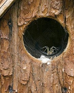 A鸟屋蜘蛛背景图片