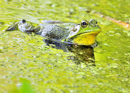 土石蛙野生动物青蛙动物动物群沼泽两栖户外高清图片素材
