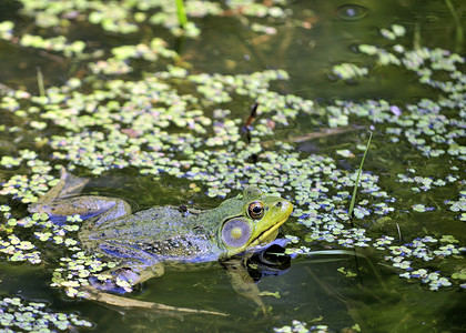 土石蛙野生动物青蛙动物群动物两栖沼泽自然高清图片素材