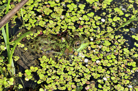 土石蛙野生动物两栖沼泽青蛙动物群动物两栖动物高清图片素材