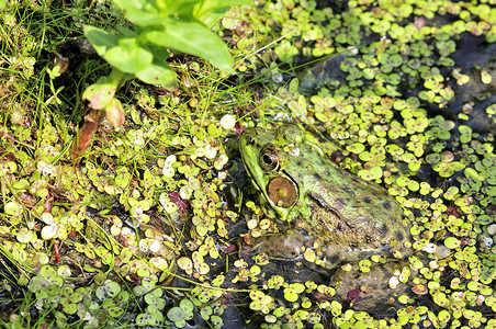 土石蛙动物群动物野生动物两栖青蛙沼泽自然高清图片素材