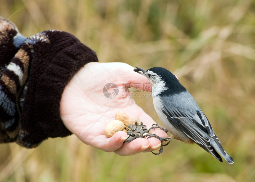 鸟手抓鸟野生动物种子鸟类图片