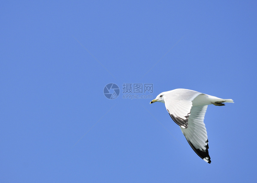 环卷海鸥天空帐单鸟类蓝色飞行航班观鸟图片