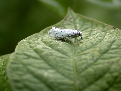 叶子上的飞蛾宏观绿色昆虫白色植物背景图片
