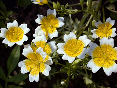黄色花朵花园环境自然背景图片