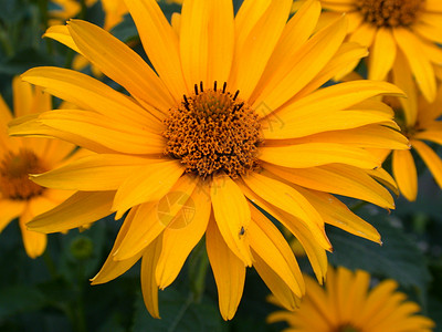 黄黄色花朵环境花园艺术公园背景图片