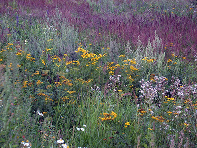 花层背景环境花园自然背景图片