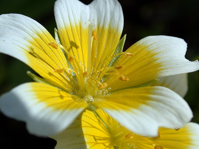 黄黄色花朵花园环境自然背景图片